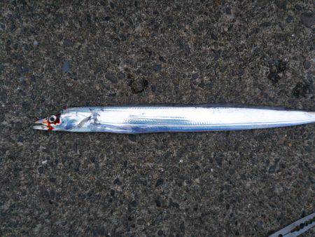 タチウオ厳しい