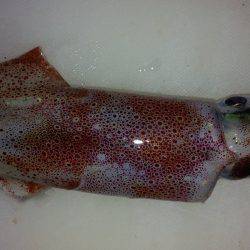 台風後は激渋エギング