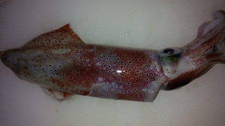 台風後は激渋エギング