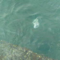 イワシで良型チヌゲット