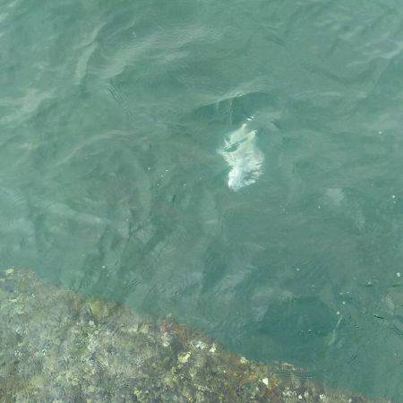 イワシで良型チヌゲット