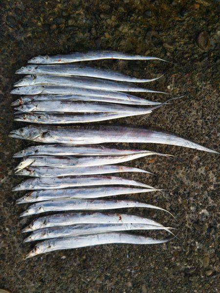 阿南市の辰巳でタチウオとシオ