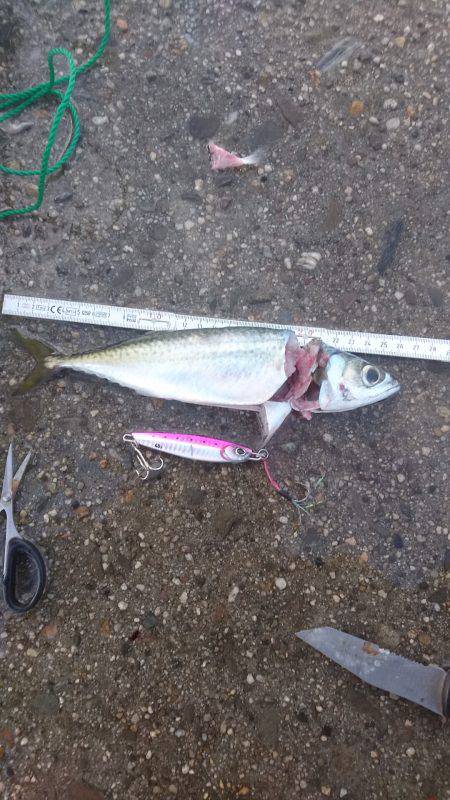 さばばばばばば