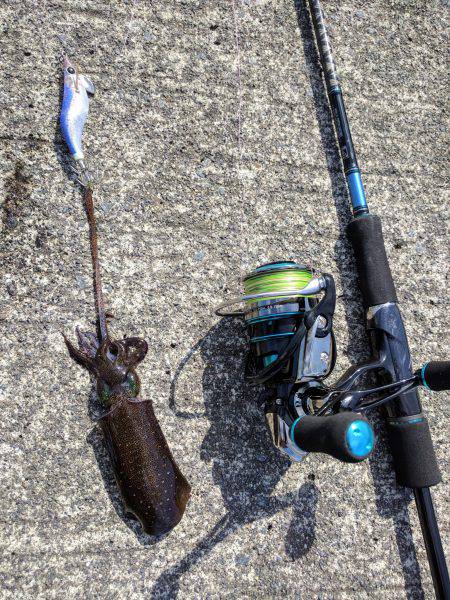 新子2杯。今年初アオリ。