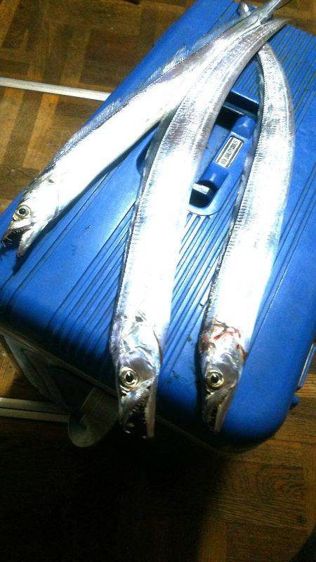 太刀魚ワインド