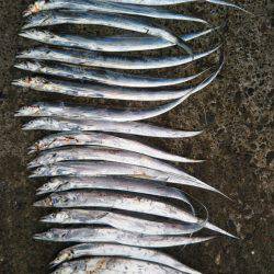 阿南市の辰巳でタチウオ