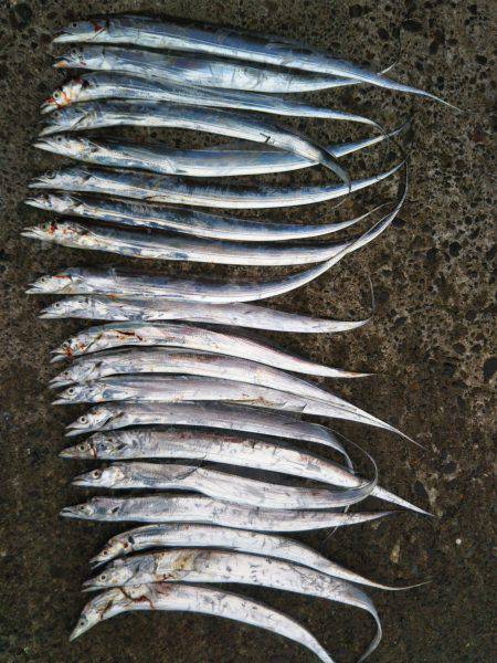 阿南市の辰巳でタチウオ