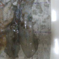 アオリイカとたこ釣れましたー