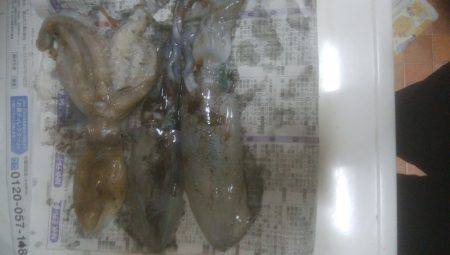 アオリイカとたこ釣れましたー