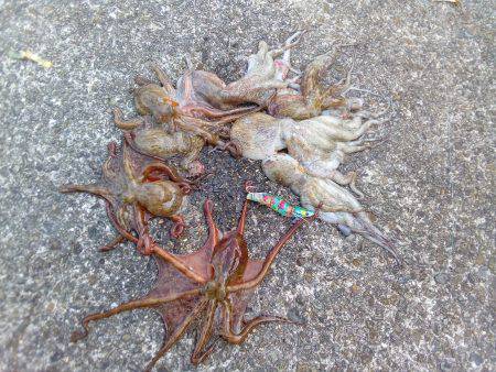 タコだけは良く釣れるんだけどなあ( ≧∀≦…