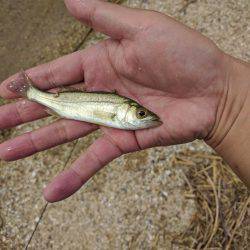 秋のキッシング