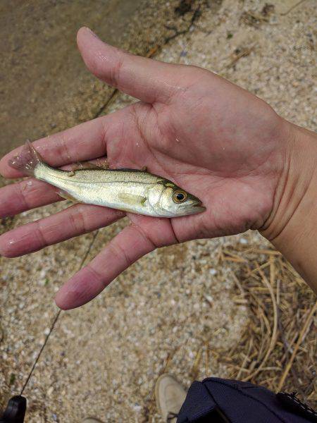 秋のキッシング