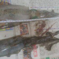 いか2杯釣れました