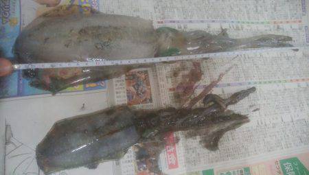 いか2杯釣れました