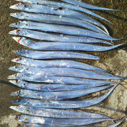 阿南市の椿泊でタチウオ