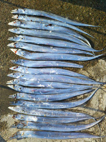 阿南市の椿泊でタチウオ