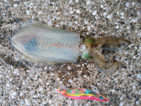 今年の初アオリイカ