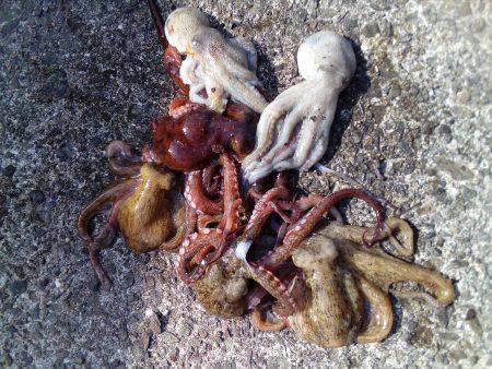 今朝は7つです(^_^)v