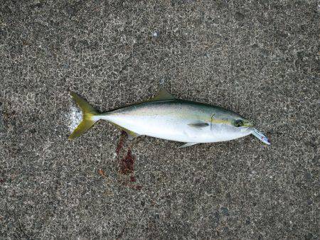 まさかのハマチ