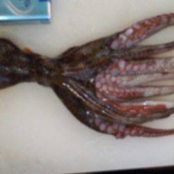 エギングのはずがタコ