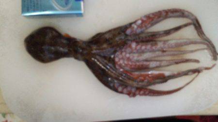 エギングのはずがタコ