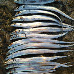 阿南市の辰巳でタチウオとサゴシ