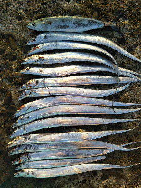 阿南市の辰巳でタチウオとサゴシ