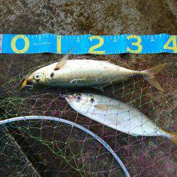 ダブル尺アジ！