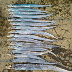 阿南市の椿泊でタチウオ