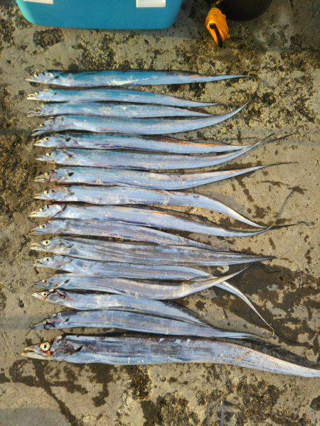 阿南市の椿泊でタチウオ