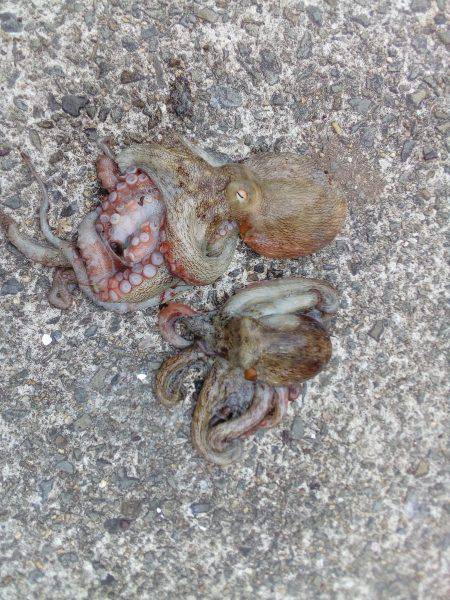 釣れないのは潮のせい、それとも腕？