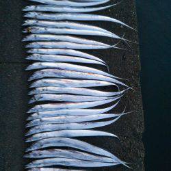 阿南市の椿泊タチウオ好調