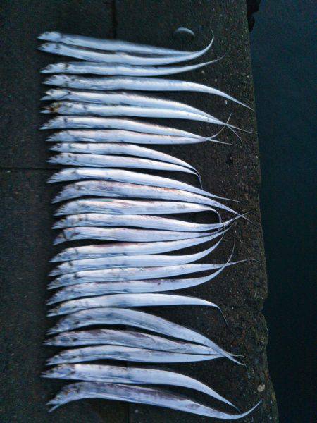 阿南市の椿泊タチウオ好調