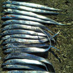 阿南市の辰巳でタチウオとアジ