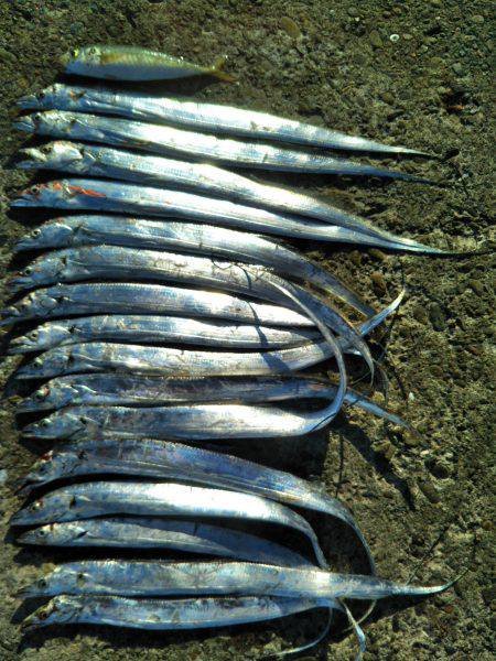 阿南市の辰巳でタチウオとアジ