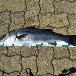 ビッグファイト+α