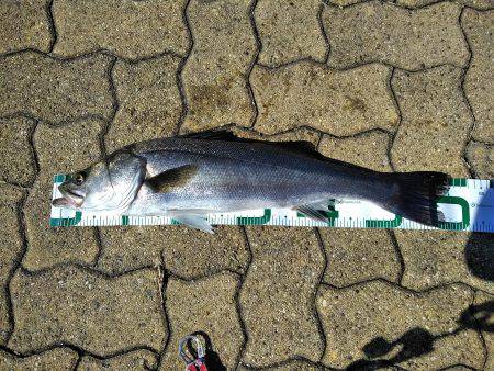 ビッグファイト+α