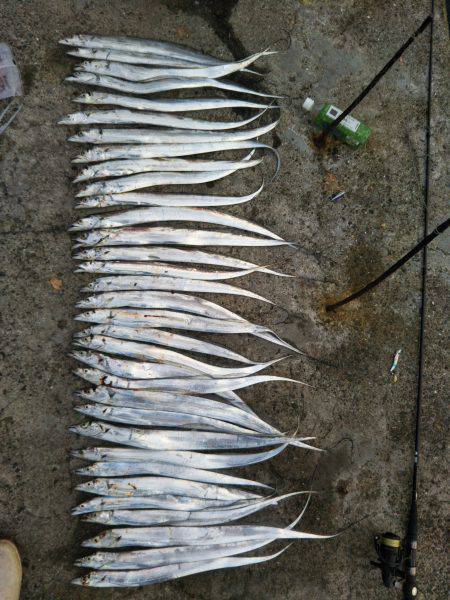 阿南市の椿泊でタチウオ