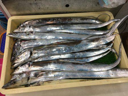 今シーズン初南港タッチー