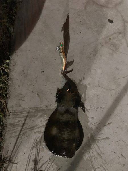 ケンサキ、アオリ