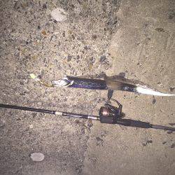 今年初、タチウオgetだぜ！