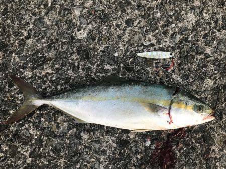 夕まずめにツバスの時合！！