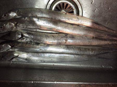 太刀魚ウキ釣り