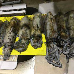 昼過ぎから日没まで８杯