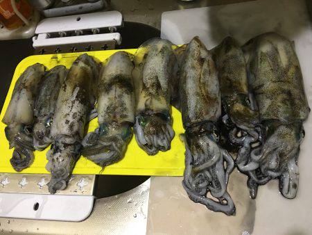 昼過ぎから日没まで８杯