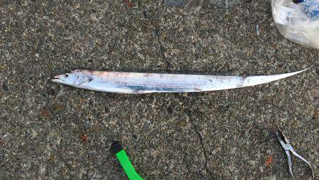 ライトショアジギングで太刀魚・サバ！！！