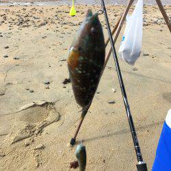 ゆっくりベラ釣り