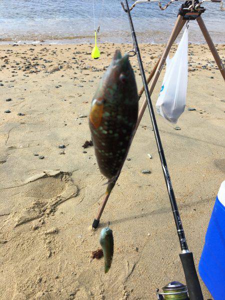 ゆっくりベラ釣り