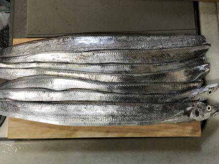 今年初タッチー調査