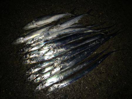 ゆうまづめ釣行